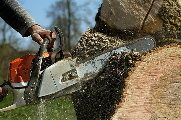 Trusted Cedar Grove, WI Tree Care Services Experts